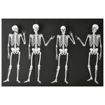 Skeletons Backdrop